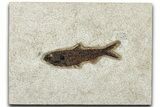 Detailed Fossil Fish (Knightia) - Wyoming #327827-1